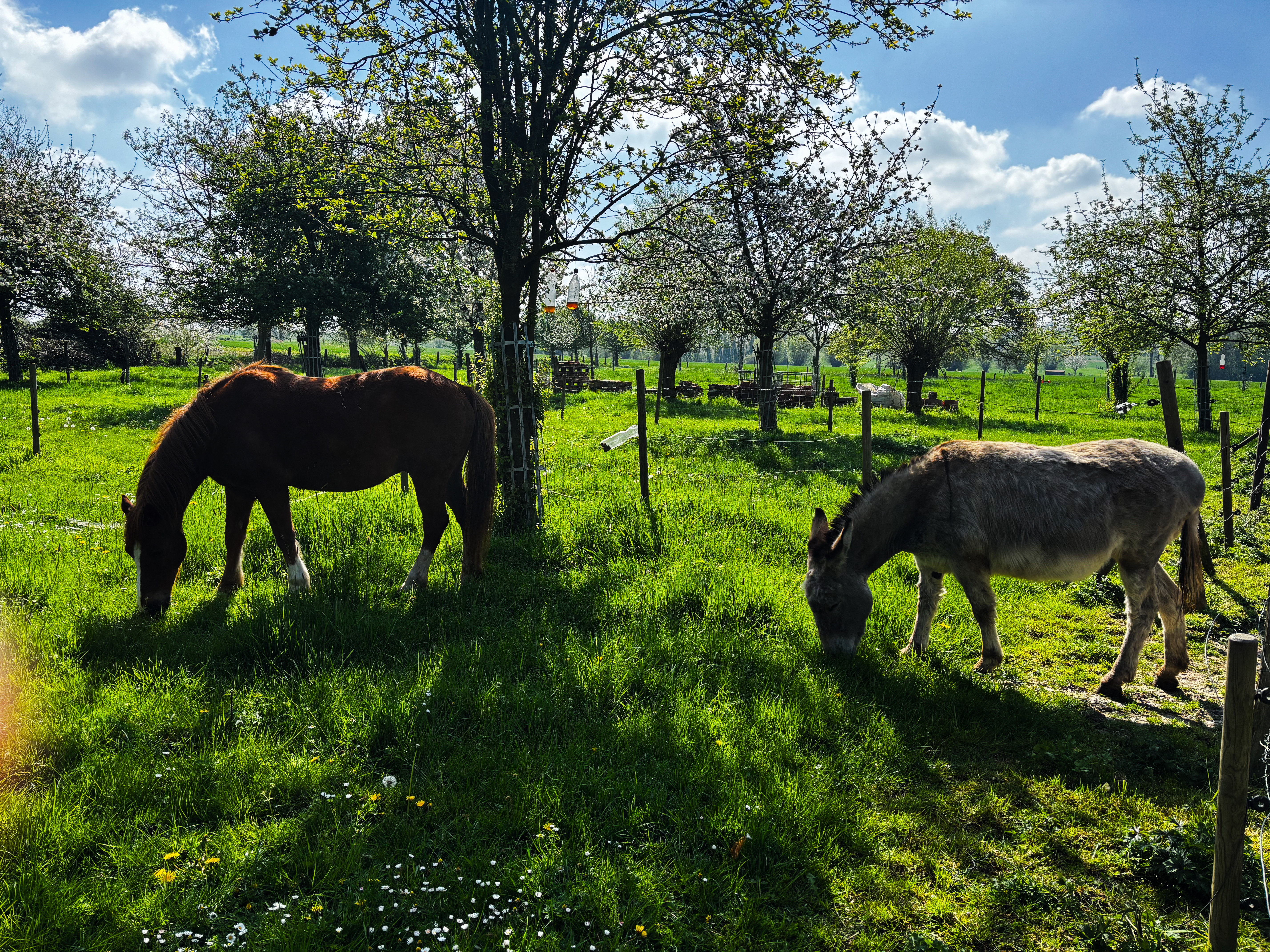 Cheval et âne au pâturage — Maximilien Country Escape